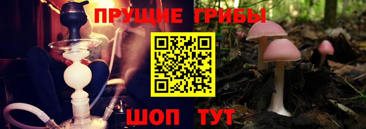 как найти   Псилоцибиновые грибы GOLDEN TEACHER  Вход с VPN  Бирск 